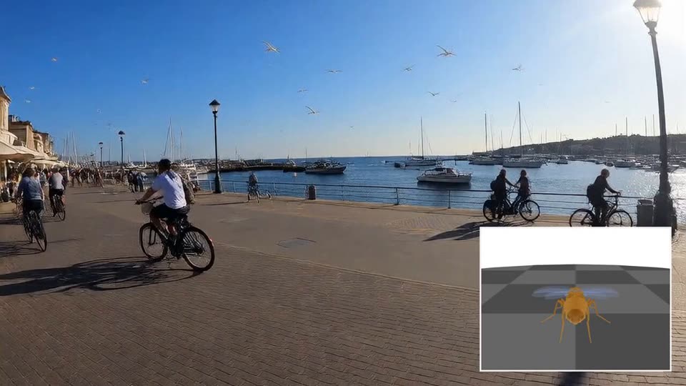 A sunny harbour promenade with cyclists riding past, gulls overhead and sailboats on blue water. In an inset at lower right, a small orange 3D fruit fly hovers above a grey checkered floor.